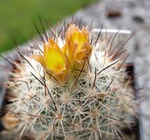 Kakteen, Pflanze,  Escobaria muehlbaueriana