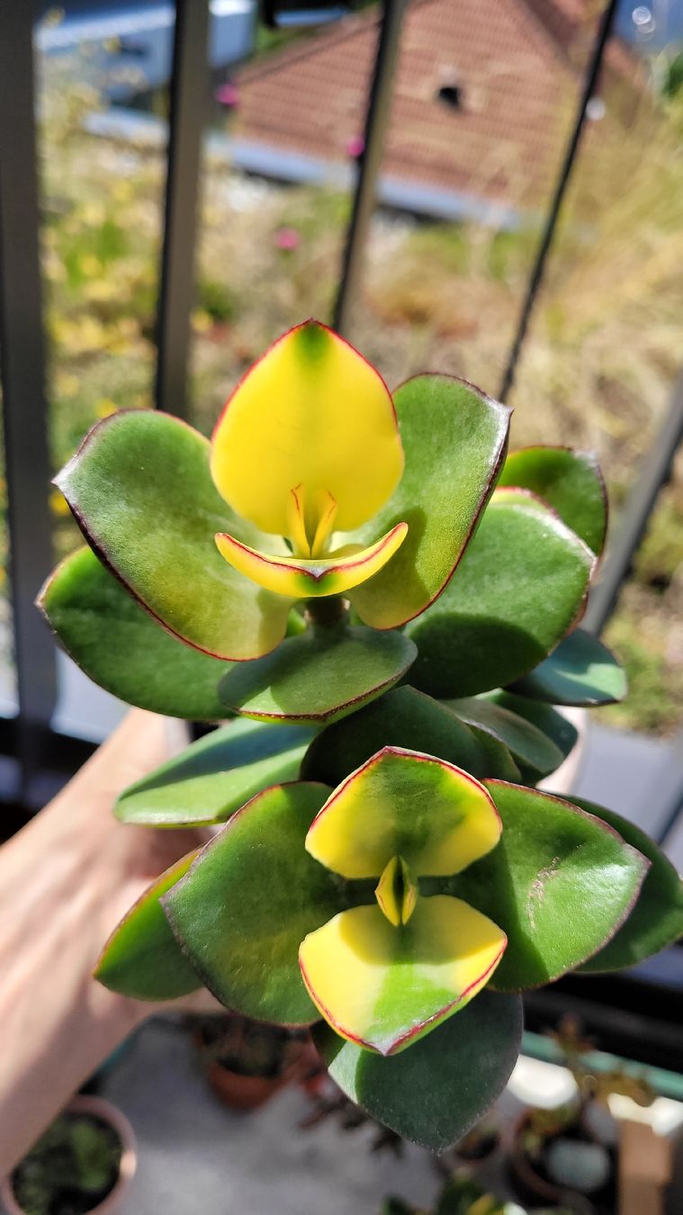Piante & sementi: Crassula ovata "Maruba Nishiki" – Nuovo (secondo la descrizione) da Zürich venduto da The_Plant_Wizard 4