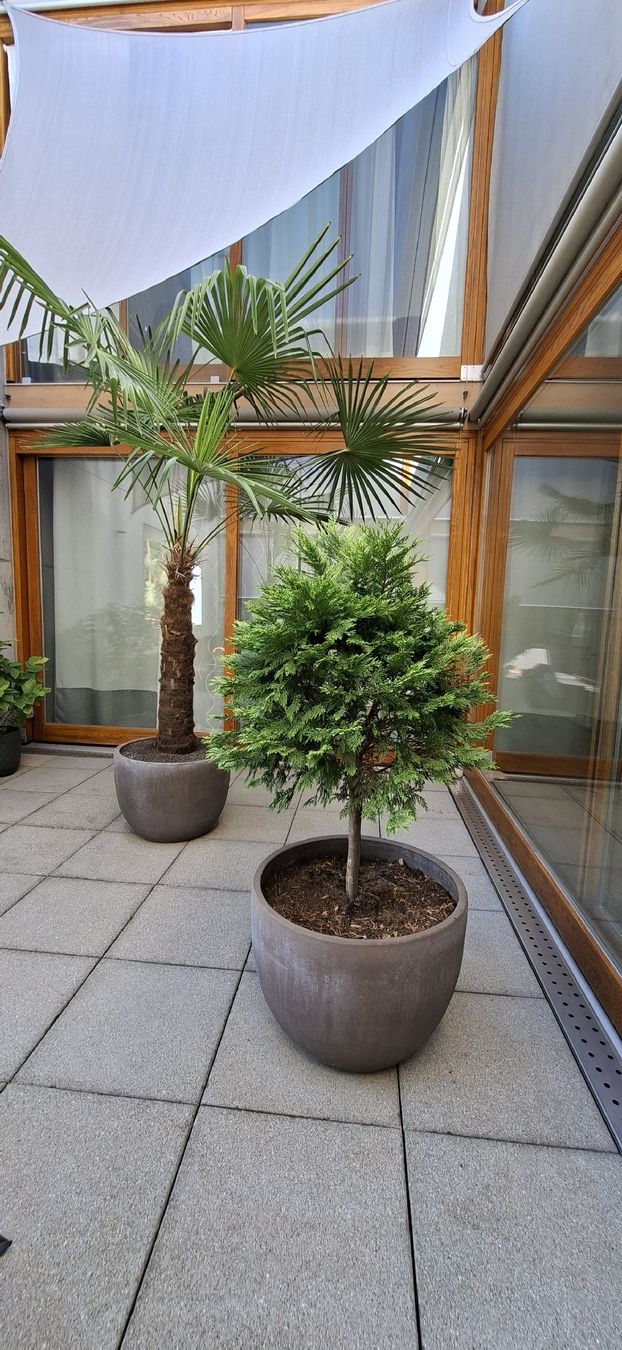 Plantes & graines: Thuja Lebensbaum mit Topf 46H 60 B – D'occasion à Riehen par Valflyfi 2