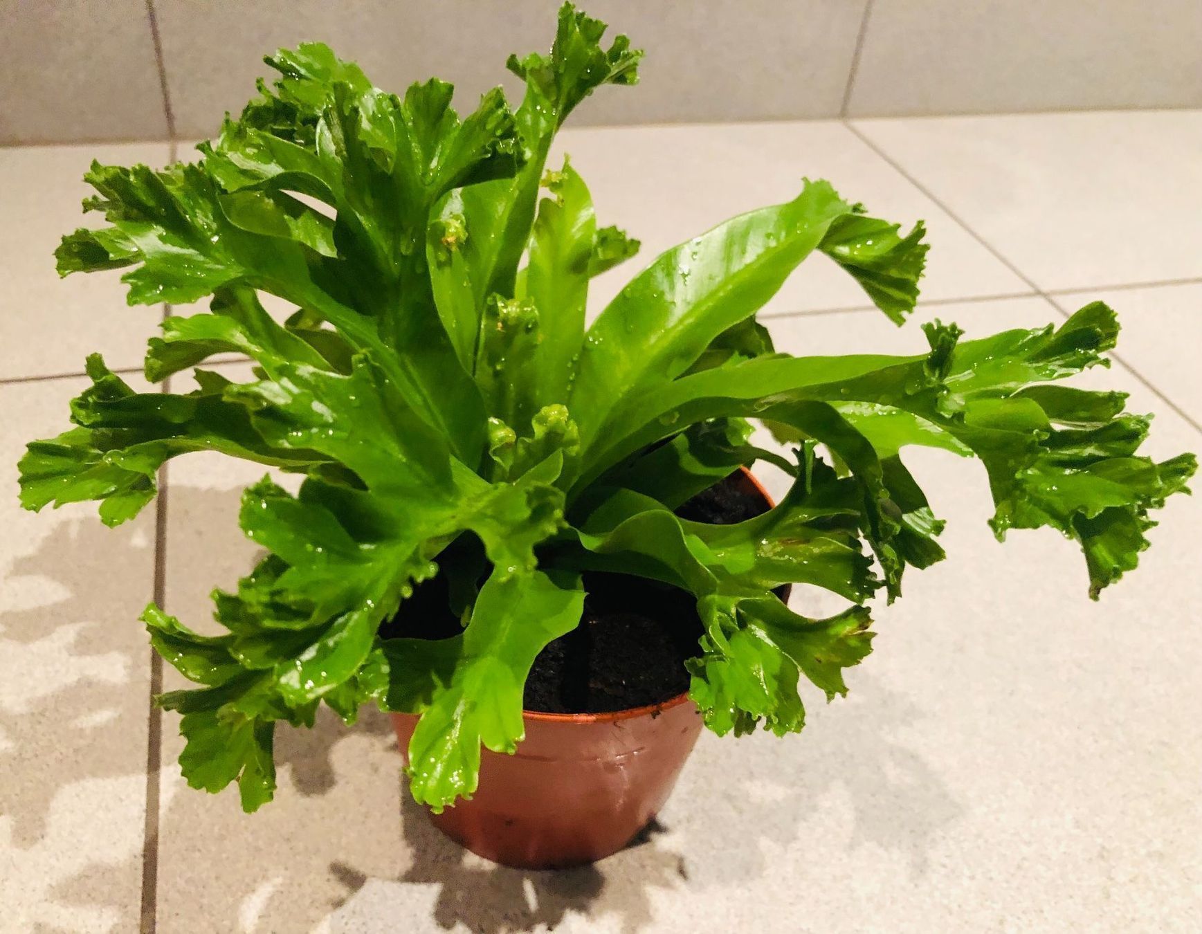 Pflanzen & Samen: Nestfarn “ASPLENIUM NIDUS” 20 cm Zimmer – Neu und originalverpackt aus Rovio von POSITIFFARTandPLANTS 2