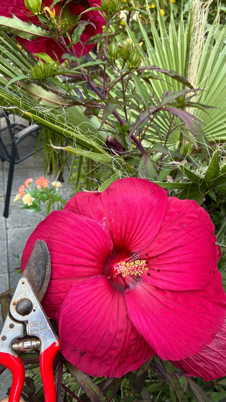 Pflanzen & Samen: Sumpfeibisch (Hibiscus moscheutos)! – Neu (gemäss Beschreibung) aus Steffisburg von Petroselium 1