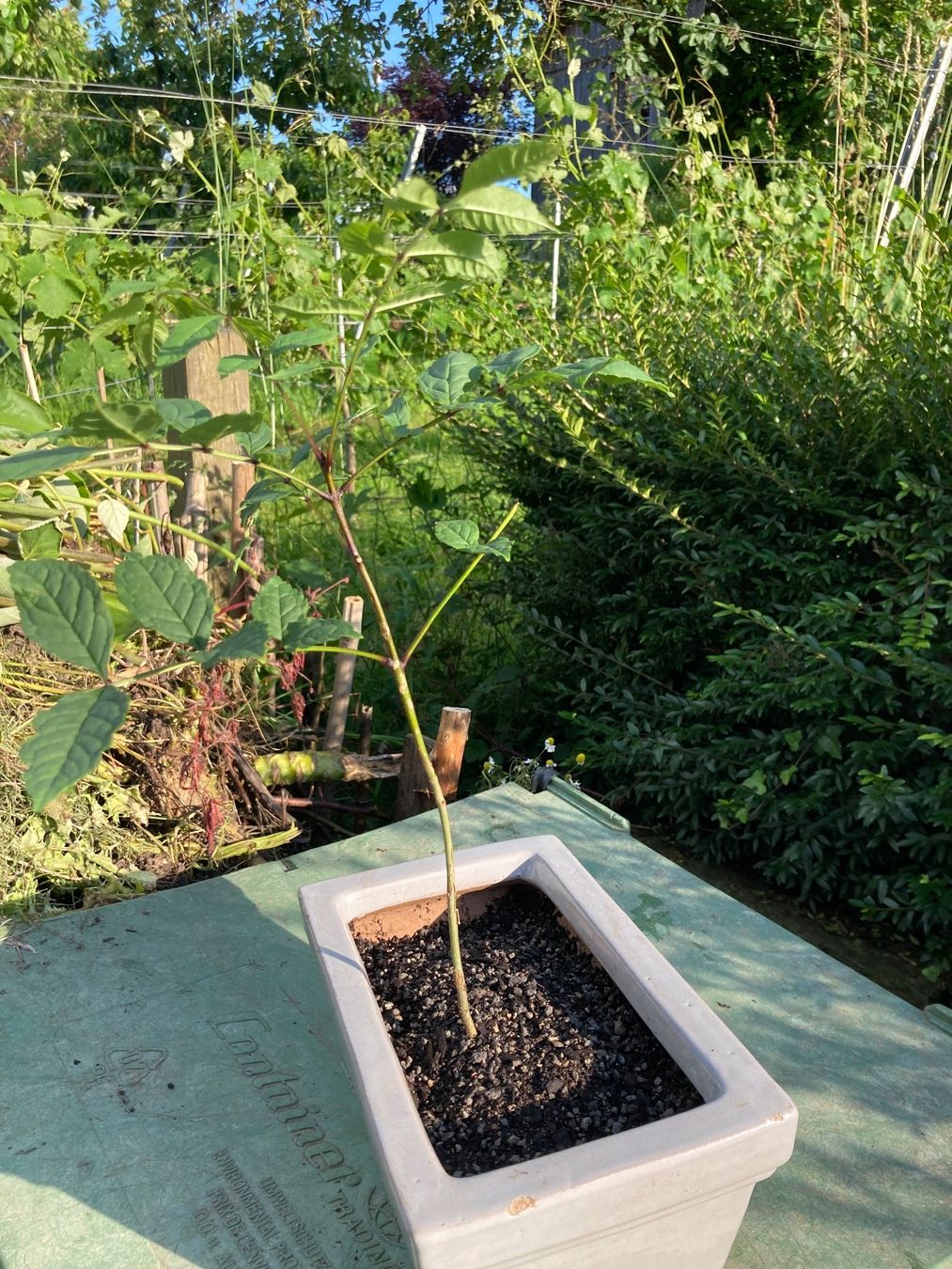 Piante & sementi: Esche für Bonsai – Usato da Uttwil venduto da Dolphin7 2