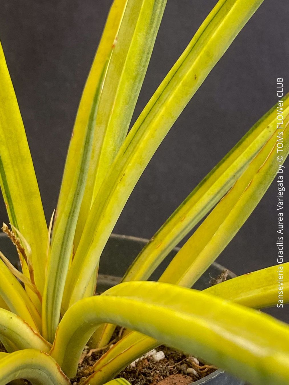 Piante & sementi: Sansevieria Gracilis Aurea Variegata - einzigartig goldig – Nuovo e nell'imballaggio originale da Adliswil venduto da asTOMas963