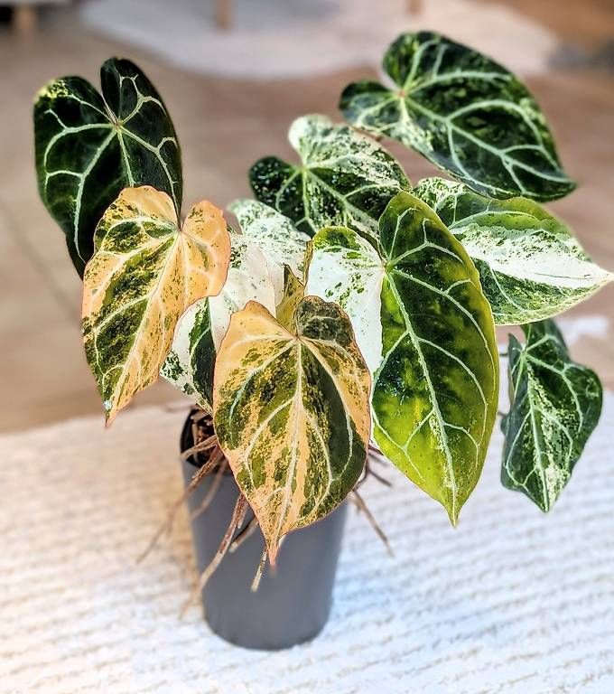 Piante & sementi: Anthurium Crystallinum Albo Variegata – Nuovo (secondo la descrizione) da Faulensee venduto da plantmama 7