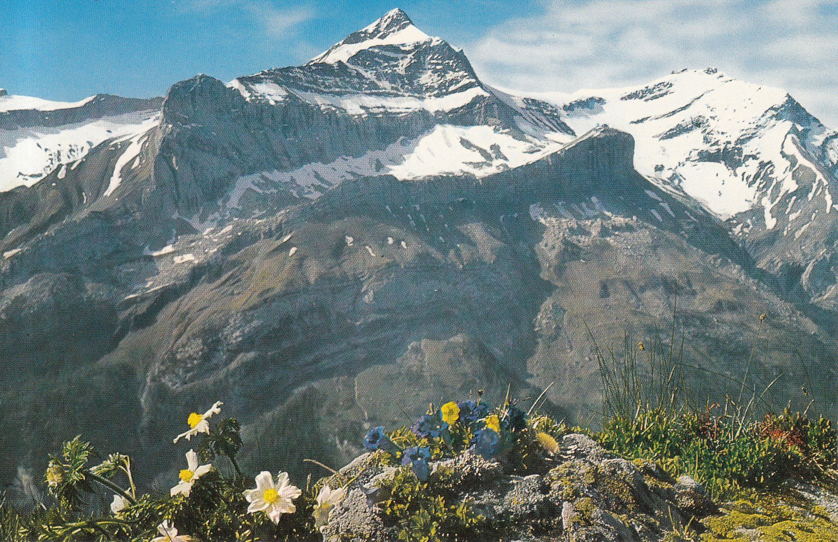 Cartoline postali: Oldenhorn ca. 1960 – Usato da Bürglen TG venduto da StampGraf