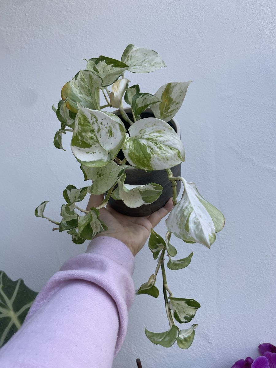 Efeutute Happy Leaf (Gebraucht) in Reinach BL fr CHF 10  nur Abholung auf  Ricardo kaufen