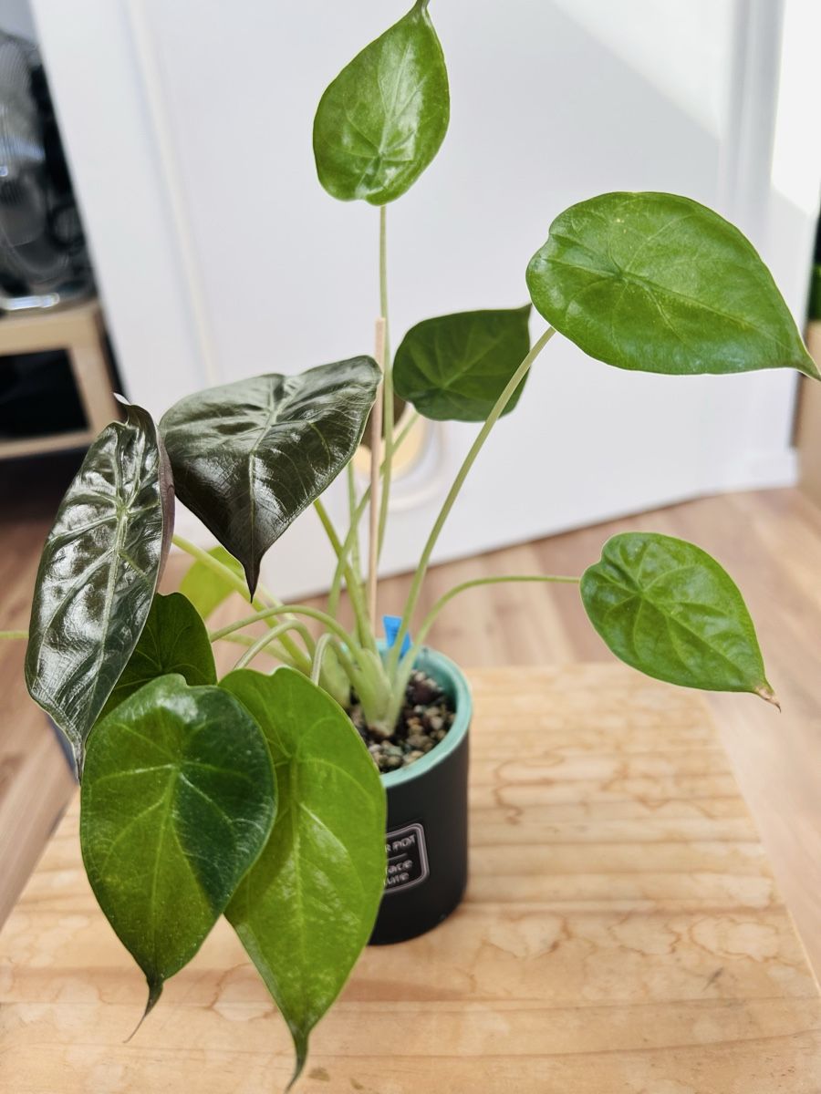 Piante & sementi: Alocasia Wentii – Nuovo (secondo la descrizione) da Scherzingen venduto da Elefantenohr.ch
