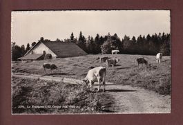 LA PRANGINE sur St. Cergue - Vaches