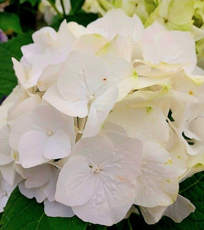 Pflanzen & Samen: Hortensia Hydrangea Macrophylla Magical Revolution weiss 50' – Neu und originalverpackt aus Rovio von POSITIFFARTandPLANTS 3
