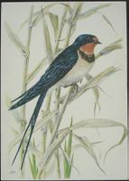 Vogel Künstler PIA ROSHARDT - Rauchschwalbe