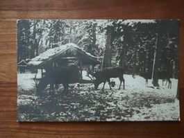 AK  1906 Fütterung Rehe      (G2723)