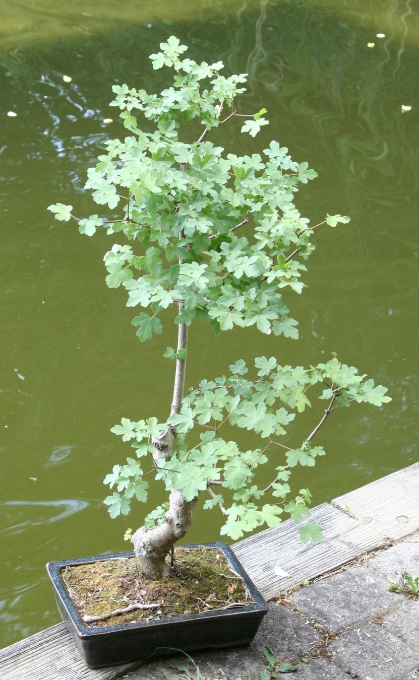 Plantes & graines: BONSAI  -  Feldahorn – D'occasion à Gretzenbach par Sikim