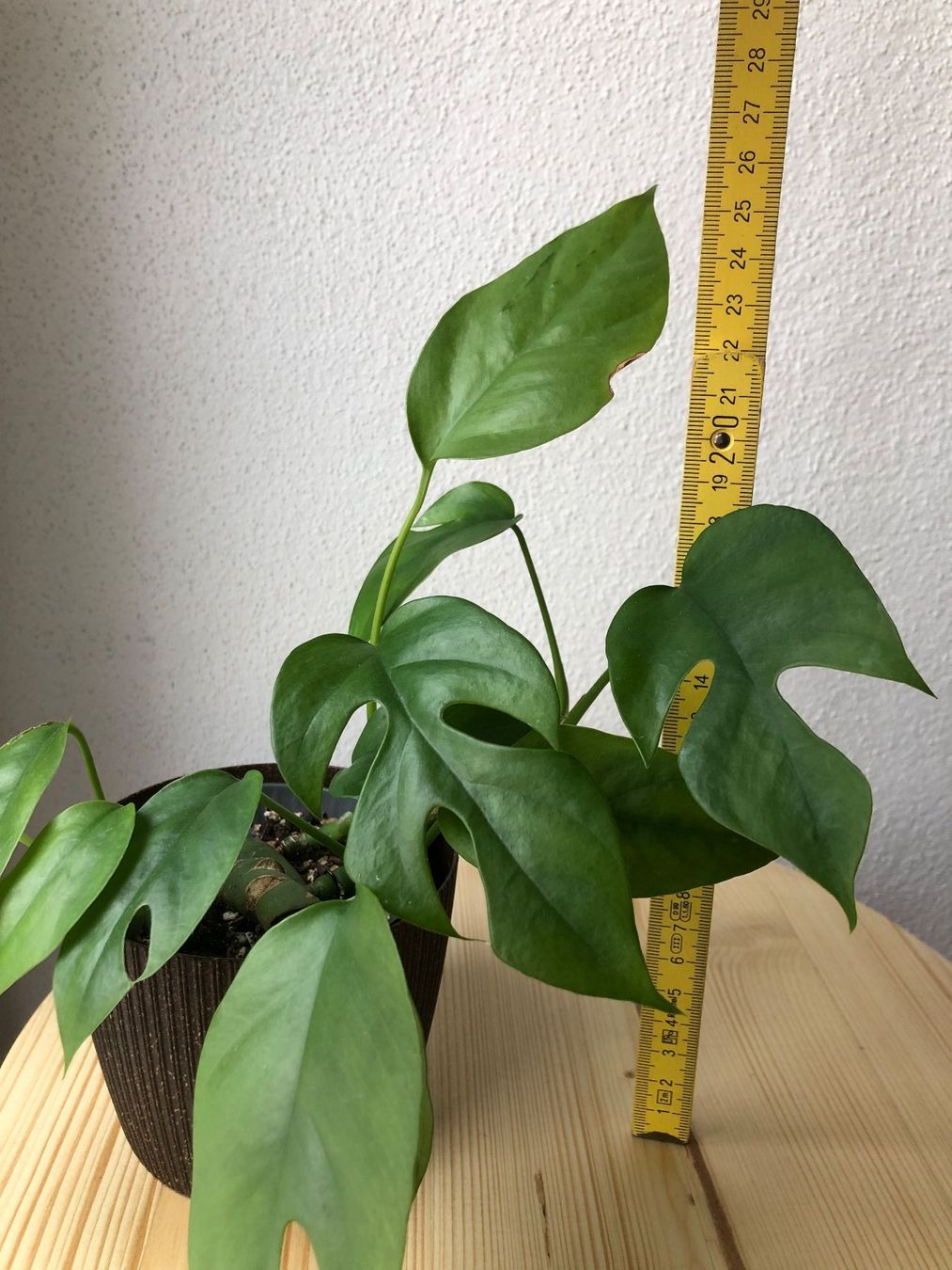 monstera obliqua runner Monstera Obliqua Peru – Ultra perforated – Monjungle main image 0