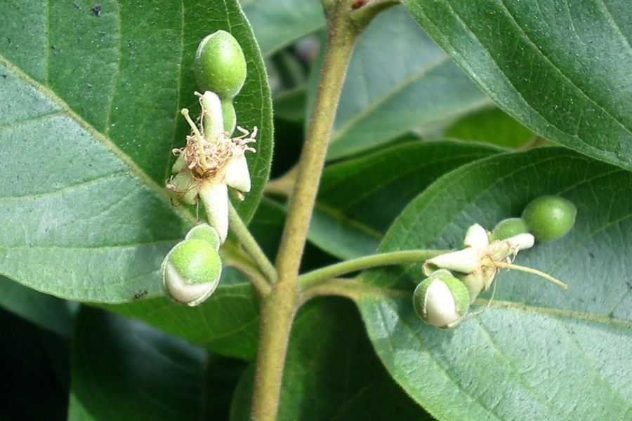 Pflanzen & Samen: Brasilianische Guave - Psidium guineense - 20 Samen – Neu und originalverpackt aus Sumiswald von Cham14558 1