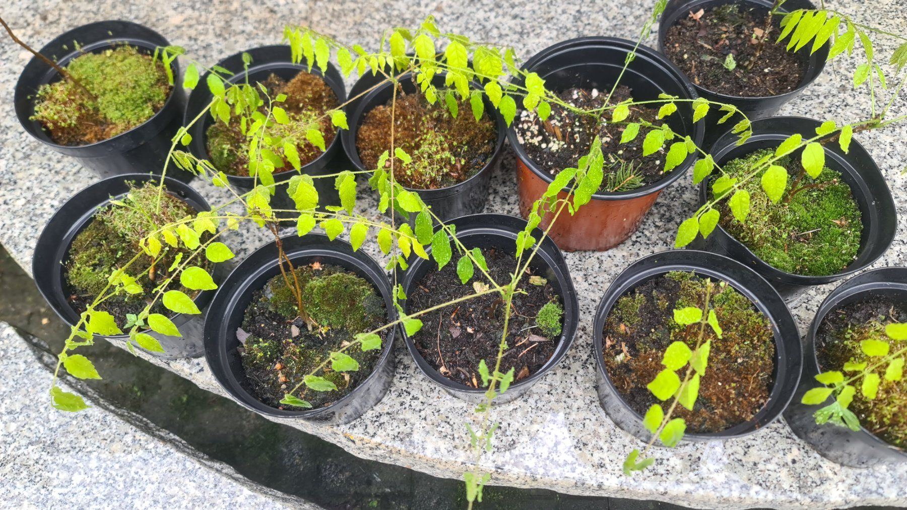 Blauregen Wisteria Sinensis Kletterpflanze (Gebraucht) in Uerkheim fr CHF  13.9  nur Abholung auf Ricardo kaufen