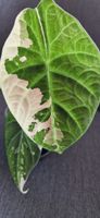 🤩Alocasia Maharani Albo Variegata Rhizom 