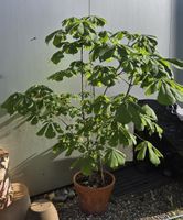 Edelkastanie im Topf 🌱 1.70m
