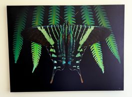 Leinwandbild 100x75, Urania leilus