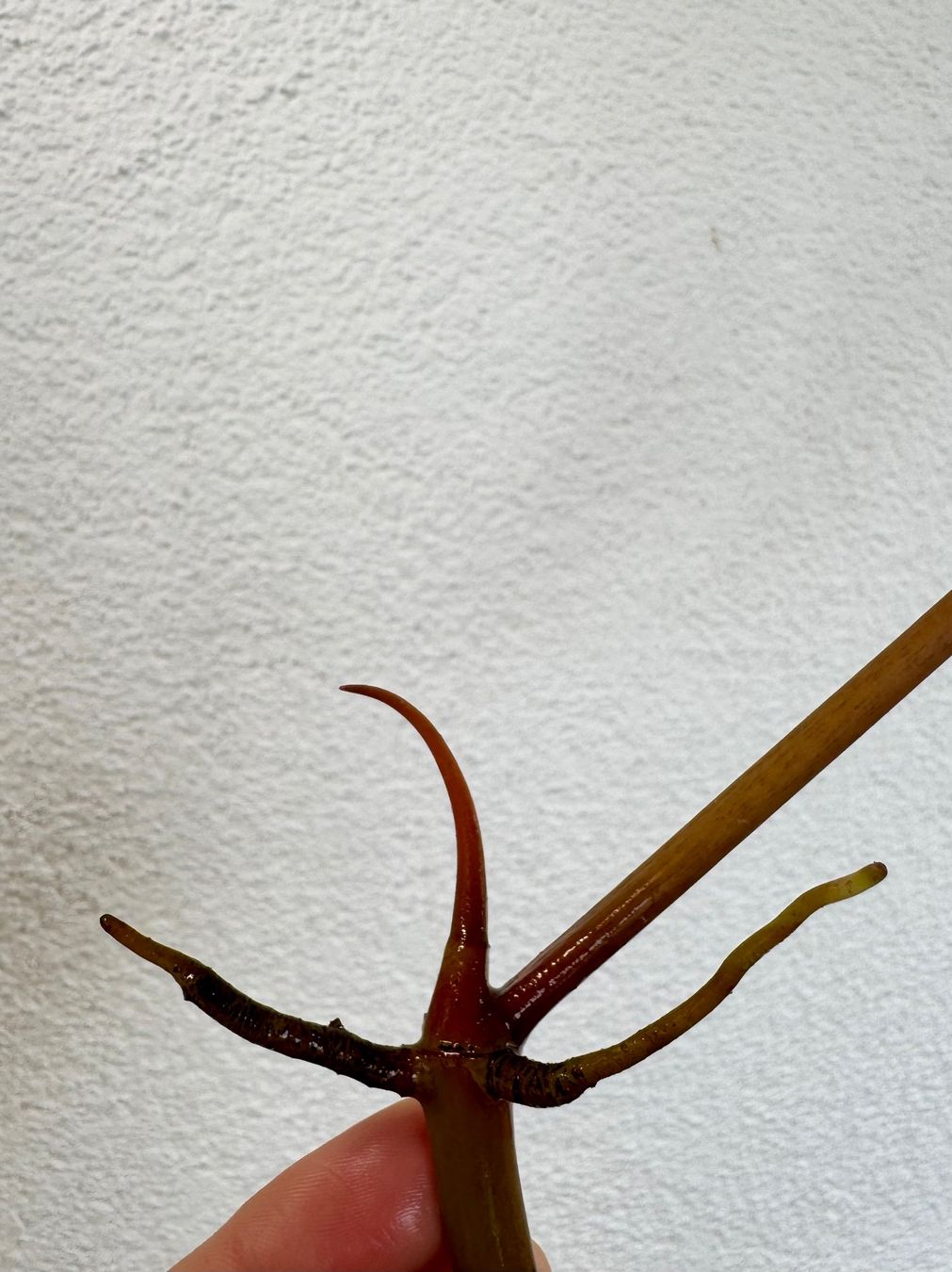 Piante & sementi: Philodendron Billietiae | Top Cutting – Nuovo (secondo la descrizione) da Bülach venduto da Bloom_Witch 1