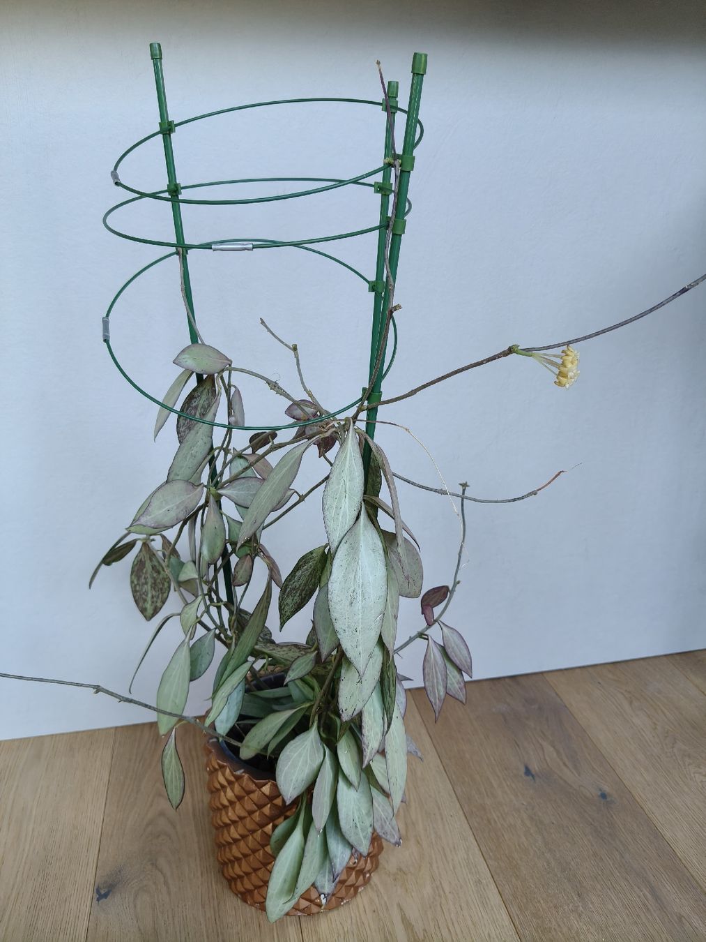 Plantes & graines: Hoya Nicholsoniae New guinea ghost – D'occasion à Chamoson par Yuriyaa