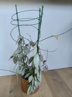 Hoya Nicholsoniae New guinea ghost