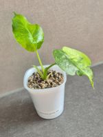 🌿Alocasia Gageana aurea #3🌿