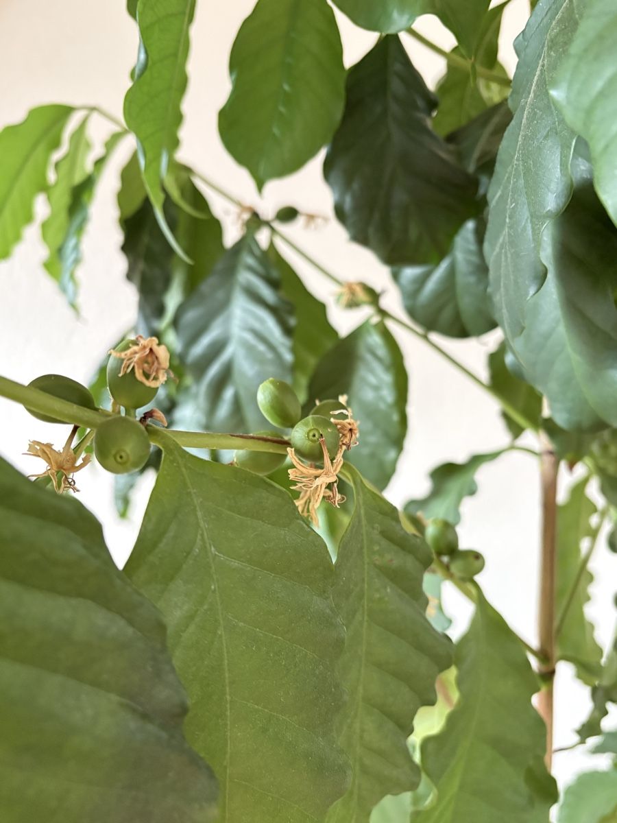 Plantes & graines: Kaffepflanze / Kaffebaum mit wachsenden Kaffebohnen – D'occasion à Zürich par anteabantea 1