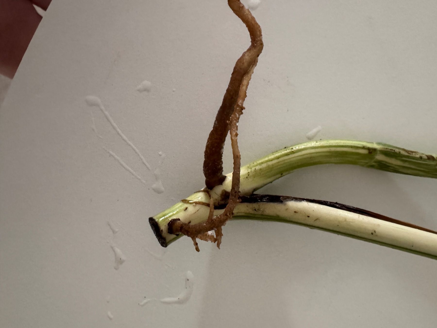 Pflanzen & Samen: Monstera Variegata Steckling – Gebraucht aus Benglen von Maune 2