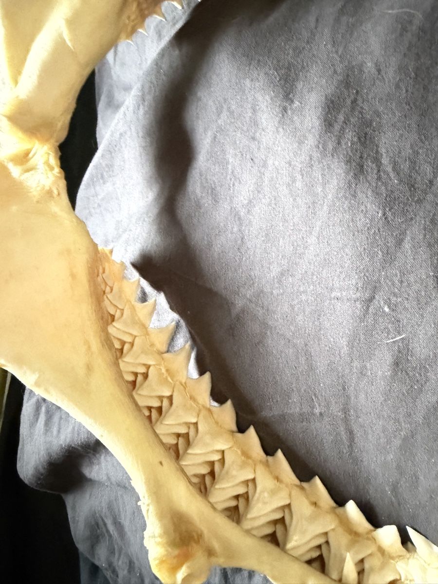 Fossili: Mâchoire de requin / Shark Jaw – Usato da Genève venduto da Kouros7 4