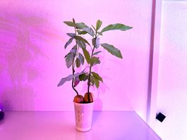 Two Avocado trees in one pot (siblings or couple)