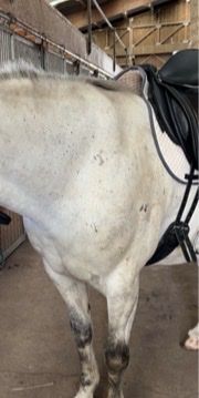 Selles, accessoires: Velicea Kristall Sattel – Neuf (Voir description) à Binningen par chi_n7g2 6