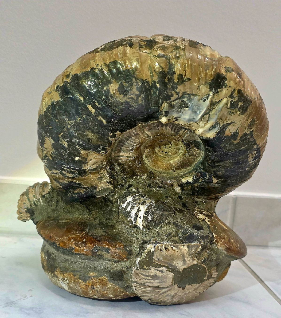 Fossilien: Wunderbare Ammoniten Ansammlung 5.42kg – Neu und originalverpackt aus Matzingen von Shay_Crystalz 3