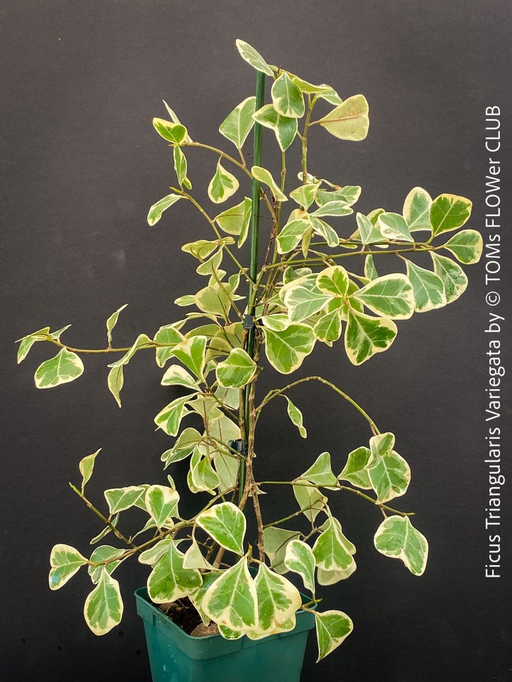 Pflanzen & Samen: Ficus Triangularis Variegata - einzigartige Dreiecksfeige – Neu und originalverpackt aus Adliswil von astom369 2