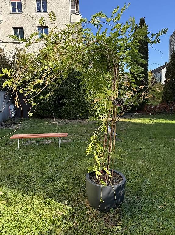 Plantes & graines: Blauregen/Glycine mit winterfestem Topf – D'occasion à Bern par iksworbmod 1