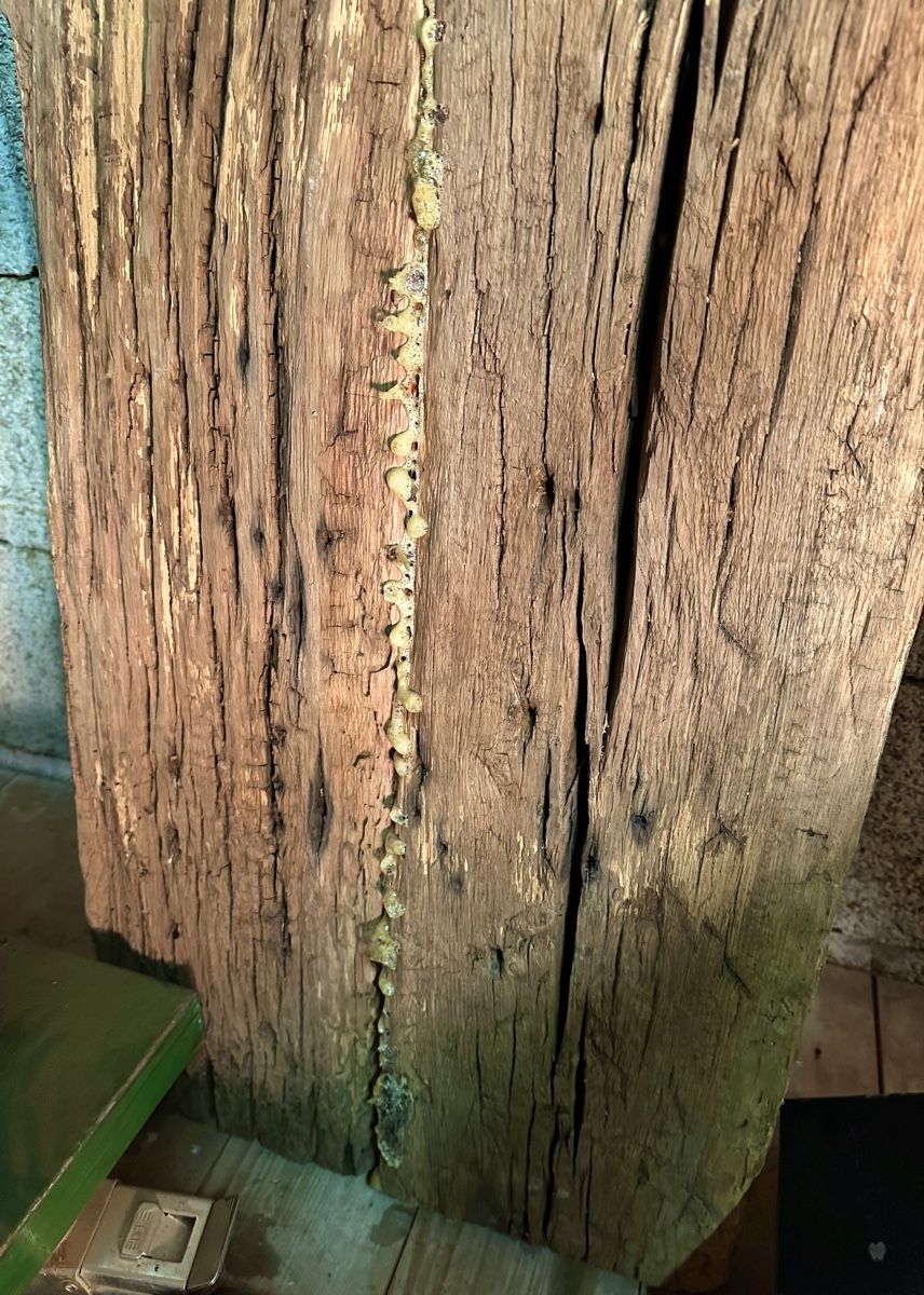 Articoli in legno: Eiche, Balken, Eichenbalken, Holz, massiv, Möbel, Sitzbank – Usato da Meggen venduto da deanstreet 2
