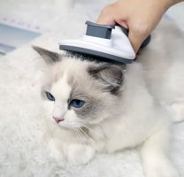 Katzenbürste / Hundebürste selbstreinigend 4 Farboptionen