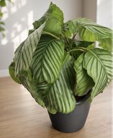 Grosse Calathea Orbifolia – gesunde Zimmerpflanz