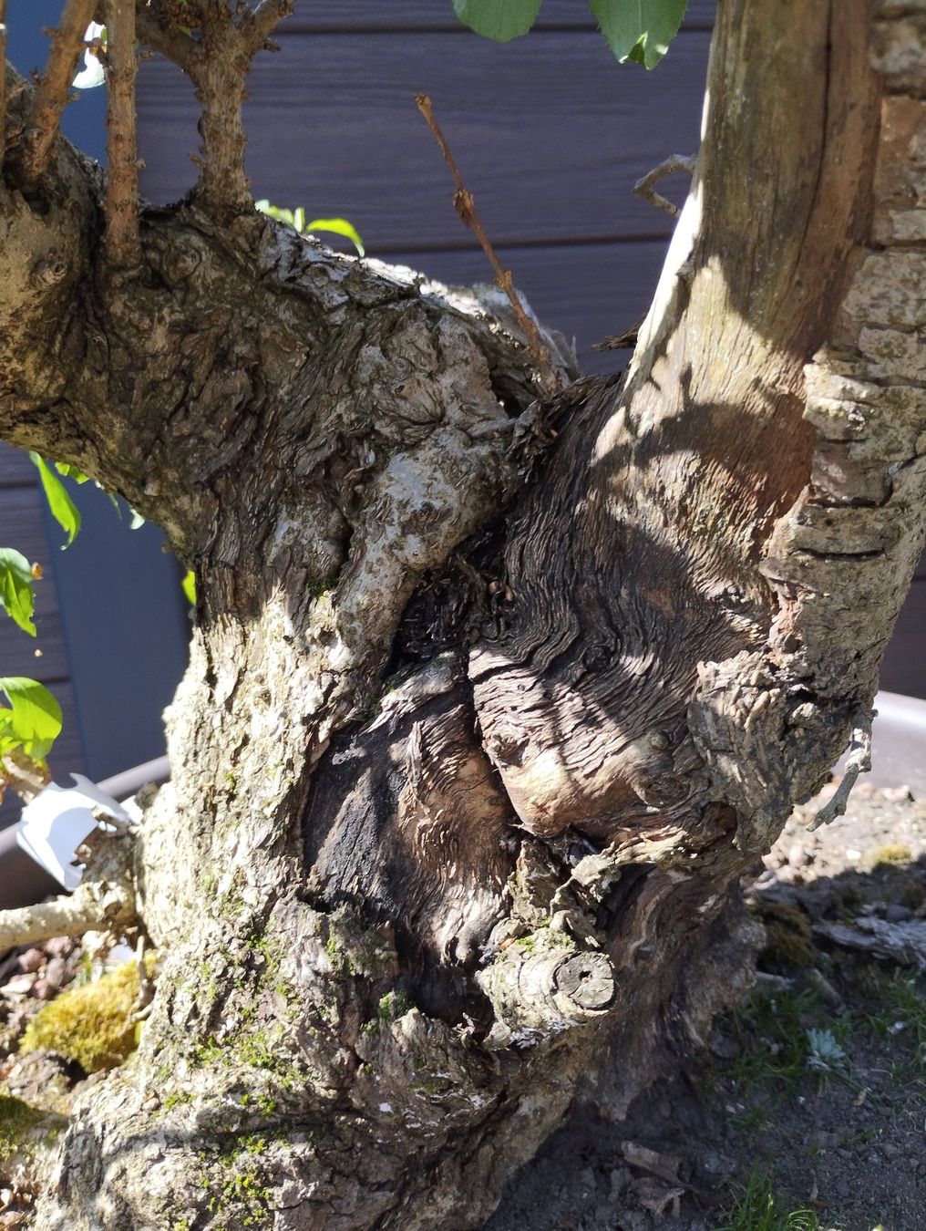 Piante & sementi: Bonsai Rohling Forsythie – Usato da Oberwil BL venduto da suaku 4