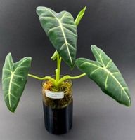 🌿 Alocasia Frydek #3