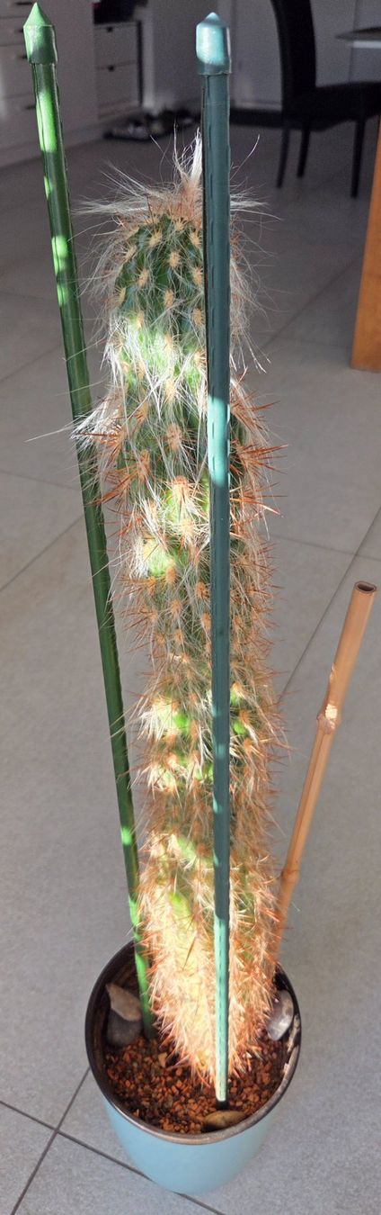 Pflanzen & Samen: Haariger Kaktus 74 cm gross – Gebraucht aus Ostermundigen von derset 2