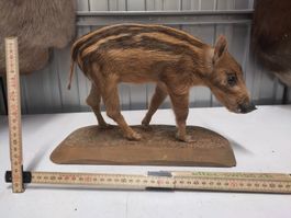 Herziges präpariertes Frischling, Wildschwein