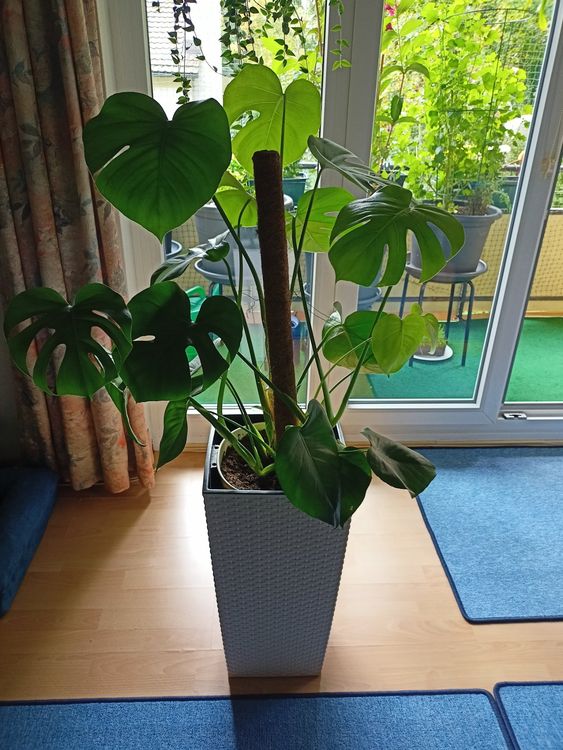 Monstera Pflanze Zimmerpflanze gross Kaufen auf Ricardo