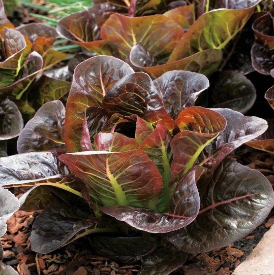 Piante & sementi: Roter Buttersalat  / 20 Samen – Nuovo (secondo la descrizione) da Hinteregg venduto da ERFOLG78