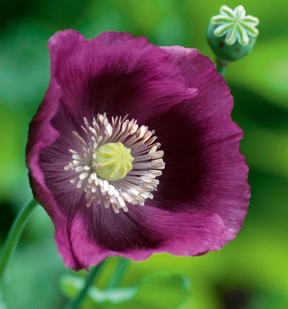 Piante & sementi: 500 Samen Mohn LAUREN'S GRAPE – Nuovo (secondo la descrizione) da Ehrendingen venduto da VerveinaSamen 2