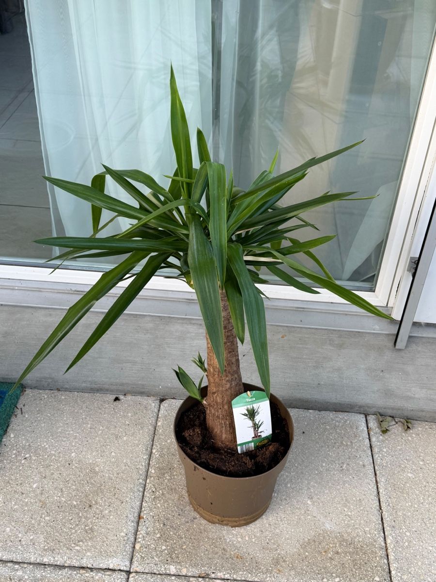 Piante & sementi: Zimmerpflanze Yucca – Usato da Richterswil venduto da Prangins9 4