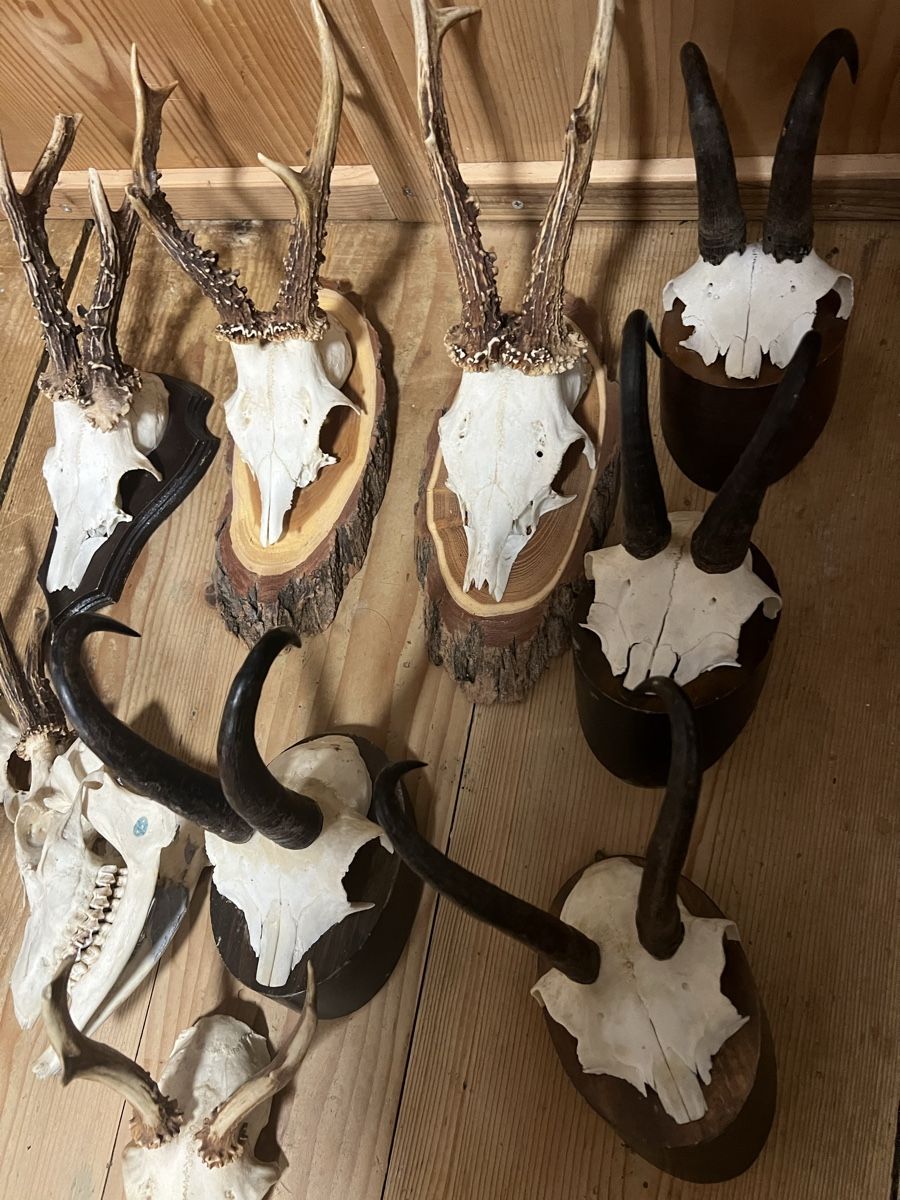 Il mondo degli animali: Trophäen-Set – Usato da Sternenberg venduto da Coocoo 2
