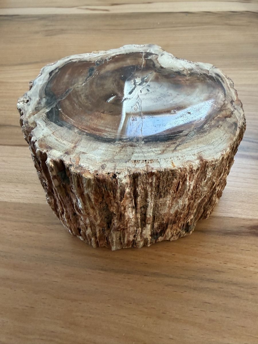 Fossili: Versteinertes Holz – Usato da Grenchen venduto da Bastet007 2