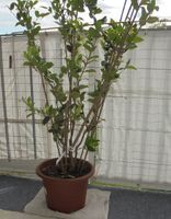 Immergrüne Gartenpflanze/Heckenpflanz/Balkonpflanze Liguster