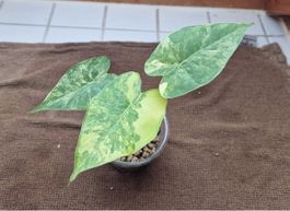 Alocasia Macrorrhiza aurea variegata🌱