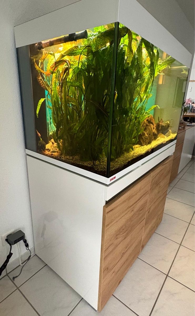 Acquari: Eheim Incpiria 330 Aquarium – Usato da Dagmersellen venduto da Dej7 3